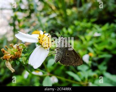 Close up shot of Suastus gremius on a flower at Taipei, Taiwan Stock Photo