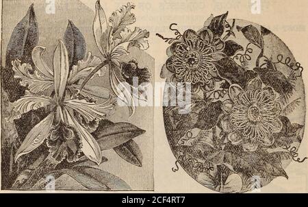 https://l450v.alamy.com/450v/2cf4rt7/vicks-floral-guide-is-painting-and-every-peculiar-form-and-outline-of-these-curiously-wrought-flowers-is-reproducedwith-truth-and-force-the-painting-of-nepenthes-or-east-india-pitcher-plant-is-one-of-the-handsomest-of-the-many-fineforms-of-this-strange-and-interesting-family-of-plants-and-represents-it-to-the-life-the-accompanyingletter-press-will-fully-describe-and-contain-engravings-of-the-flowers-and-of-the-appearance-of-thenvhole-plant-the-painting-of-cypripedium-represents-accurately-one-of-the-grandest-tropical-specimen-of-this-gc-nus-of-plants-which-most-of-us-know-through-2cf4rt7.jpg