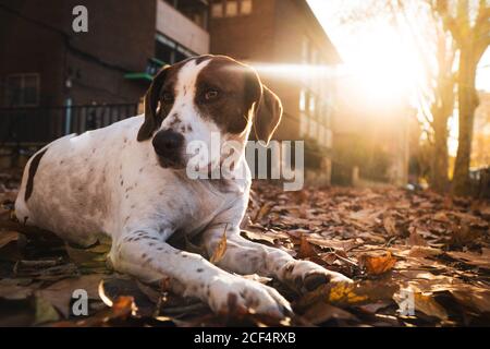 Cute white dog with brown spot lying down on the street full of autumn tree leaves during sunset looking away Stock Photo