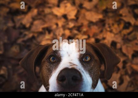 Cute white dog with brown spot on the street full of autumn tree leaves looking at camera Stock Photo