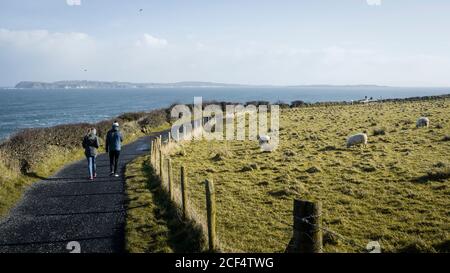 Back view of travelers walking on narrow rural road running along green field with grazing sheep on sunny spring day at coastline in Northern Ireland Stock Photo