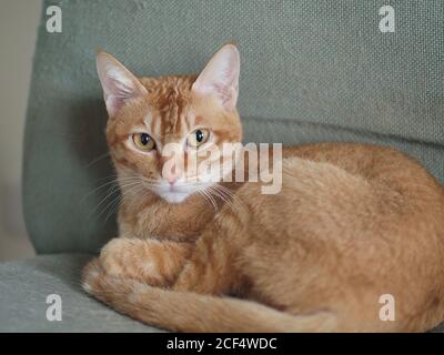 Close up shot of a cut cat sitting on a chair at Taipei, Taiwan Stock Photo