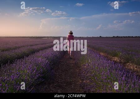 Female farmer walking along ground among rows of lavender flowers in field in sunny day Stock Photo