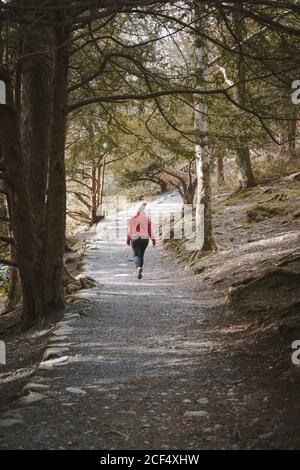 Back view of anonymous Woman traveler in warm jacket walking on forest while visiting Tollymore Forest Park in Northern Ireland in spring day