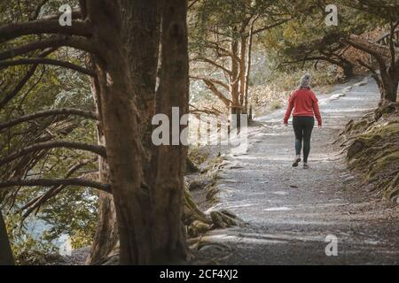 Back view of anonymous Woman traveler in warm jacket walking on forest while visiting Tollymore Forest Park in Northern Ireland in spring day
