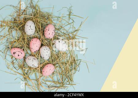 From above bright quail eggs between dry straws on blue and yellow background Stock Photo