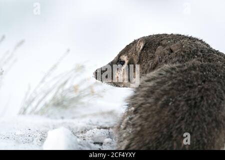 badger in snow Stock Photo