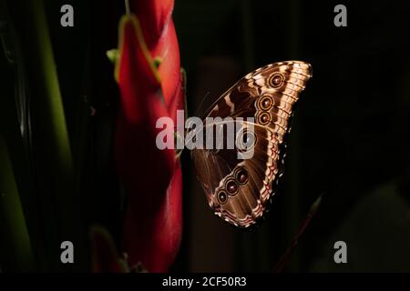 Closeup amazing brown butterfly sitting on green leaf in nature Stock Photo