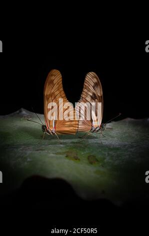 Closeup beautiful butterflies with thin brown wings sitting on green leaf against black background in nature Stock Photo