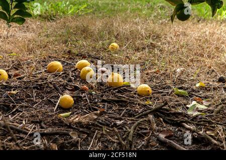 Heap of fresh lemons on ground among dry grass with branches and leaves in garden Stock Photo