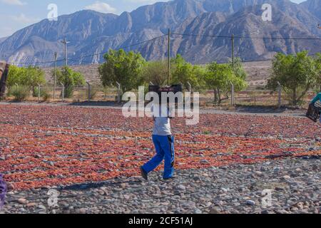 Mendoza, Argentina - February, 09 2015: unrecognizable man carrying plastic box with fresh grapes while walking in yard with drying fruits Stock Photo