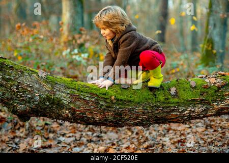 Little boy kid on a tree branch. Child climbs a tree. Stock Photo