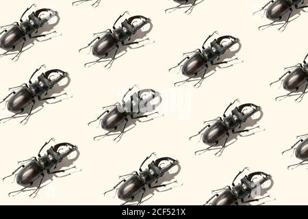 Pattern of Stag beetles isolated. Plague or force concept Stock Photo