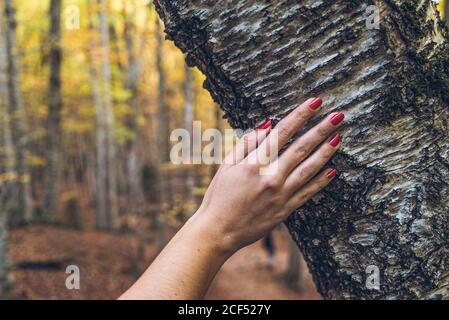 Crop tender female hand with red nails touching rough barque of tree with golden autumn forest on blurred background Stock Photo