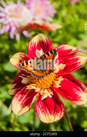 Small Tortoise Shell butterfly Aglais urticae feeding on a Danum Torch dahlia a summer flowering tuberous perennial Stock Photo