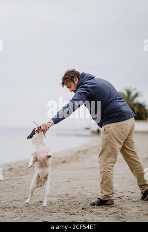 Side view of adult man with stick playing with obedient French Bulldog while spending time on sandy shore near sea Stock Photo
