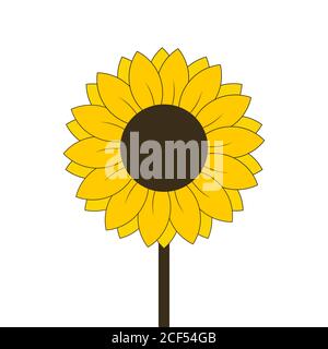 Sunflower flower on the stem vectori illustration Stock Vector