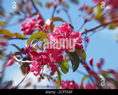 Bright pink blossom of flowering ornamental Cherry (Prunus sp) in Spring sunshine in Cumbria, England, UK Stock Photo