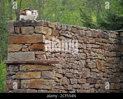 White & ginger staring cat sitting high on top of a traditional limestone dry stone wall with woodland foliage in background in Cumbria, England, UK Stock Photo