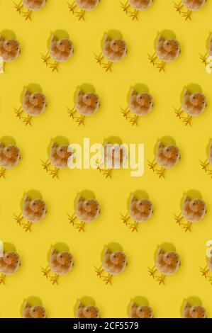 Seamless spring Easter pattern with repetitive blurred chickens on bright yellow background Stock Photo