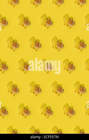 Seamless spring Easter pattern with repetitive blurred chickens on bright yellow background Stock Photo