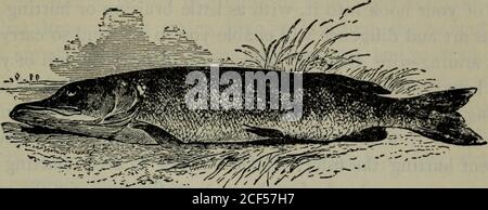 . The complete angler : or The contemplative man's recreation. and malice of the snake; and note, that the Frogusually swims the fastest of the two. And let me tell you, that as there be Water and Land Frogs,so there be Land and Water Snakes. Concerning which, takethis observation, that the Land-Snake breed§ and hatches hereggs, which become young snakes, in some old dunghill, or alike hot place: but the Water-Snake, which is not venomous,and, as I have been assured by a great obsener of such secrets,does not hatch, but breed her young alivv ; which she doesnot then forsake, but bides with the Stock Photo