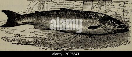 . The complete angler : or The contemplative man's recreation. that every Salmon usually returns to the same river inwhich it was bred, as young pigeons taken out of the samedove-cote have also been observed to do. And you are yet to observe further, that the he-Salmon isusually bigger than the Spawner; and that he is more kipper,and less able to endure a winter in the fresh water, than she is:yet she is, at that time of looking less kipper and better, aswatery, and as bad meat. And yet you are to observe, that as there is no general rulewithout an exception, so there are some few rivers in th Stock Photo