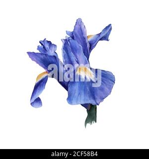 Element of iris flowers. Isolated watercolor illustration. Stock Photo