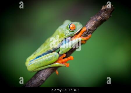 Side view of exotic red eyed tree frog sitting on branch on blurred background Stock Photo