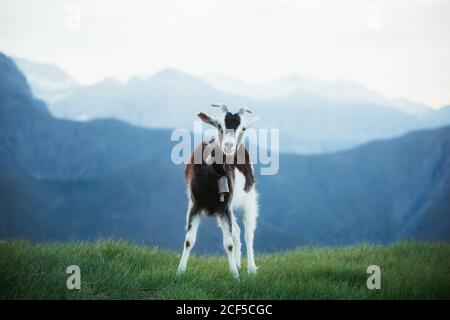 Cute black and white goat grazing on green lawn in foggy Pyrenees mountains Stock Photo