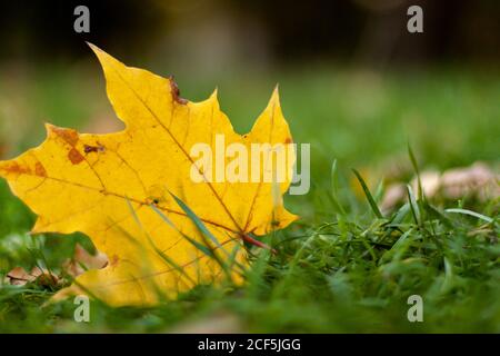 Autumn landscape of falling natural yellow orange leave on green grass bokeh. Blurred background and banner concept with copy space Stock Photo