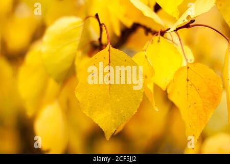 Autumn falling natural yellow orange leaves on trees. Blurred background and banner concept with copy space Stock Photo