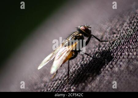 Housefly (Musca domestica) macro on a black texture Stock Photo