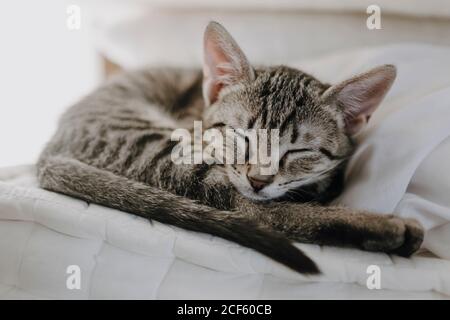 Cute kitten lying on blanket Stock Photo