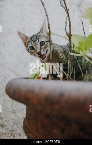 Cute little kitten licking muzzle and looking at camera while sitting in pot and eating plants Stock Photo