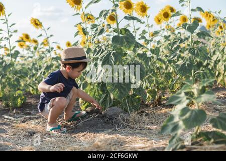 Cheerful little boy in casual clothes and hat sitting in green sunflowers field Stock Photo