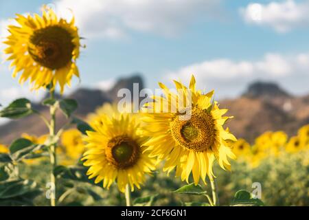 Picturesque landscape of yellow beautiful sunflower and green grass growing on hill in sunflowers field against cloudy blue sky on summer warm day Stock Photo