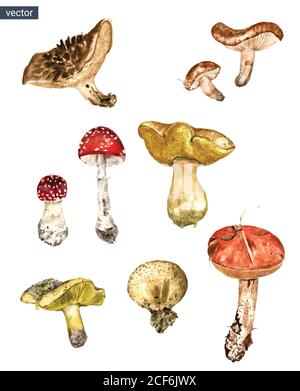 Vector set of forest musrooms. Watercolor realistic illustration Stock Vector