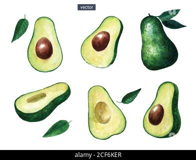 Vector watercolor set of ripe avocado isolated on white background. Half slices of tropical exotic fruits.  Stock Vector