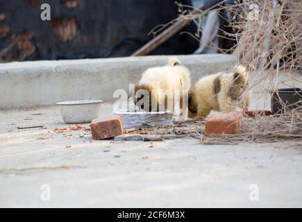 Stray puppies playing outdoors Stock Photo