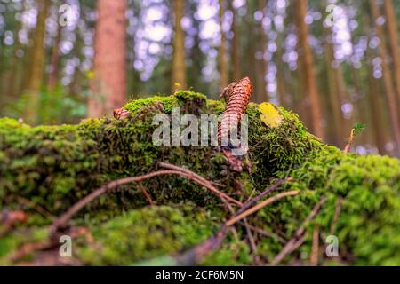 Pinecone lying at the ground in a green mossy forest Stock Photo