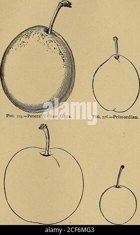 . The American fruit culturist. purplish-red near the base ; stalk three-fourths of aninch long, cavity narrow ; rather coarse, acid. End of August. Parsonage. Rather large, oval, pale yellow, stalk medium, slightlysunk ; flesh yellow, juicy, with a rich, sugary flavor. Free fromthe stone. First of September. Tree vigorous, upright, produc-tive. New. Dutchess County, N. Y. (Downing.) Peters Yellow Gage. Large, nearly oval, varying in its form ; richyellow, crimson dots next the sun; stalk three-fourths of an inchlong, set in a deep cavity on one side of the plum ; suture distinct,dividing the Stock Photo