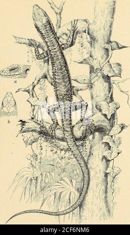 . The Philippine journal of science. of one postocular. In the original drawing of this species, This Journal, Sec. D (1915),10, 89, Plate I, fig. 11, the interparietal is shown bordered by three scales.This is an error; five is the correct number. In the description, page107, it is stated: 2 enlarged labials on each side extending farther backthan the rostral; this should read 2 enlarged lower labials, one on eitherside of the jaw extending farther back than the rostral. ILLUSTRATIONS [Drawings by P. Moskaira.]PLATE I Sphenomorphua arborens sp. nov.; a., head, lateral view; 6, head, dorsalvie Stock Photo