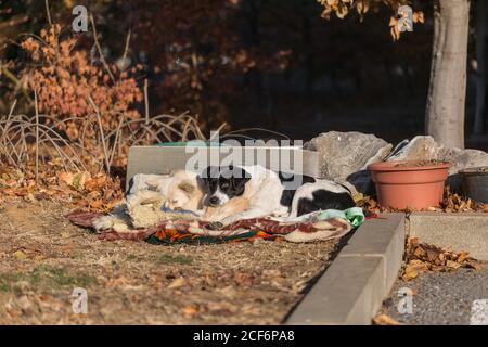 Two stray dogs lying together outdoors in winter