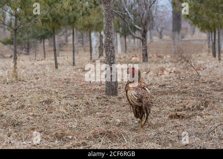 Sick and injured hen in the woods outdoors Stock Photo