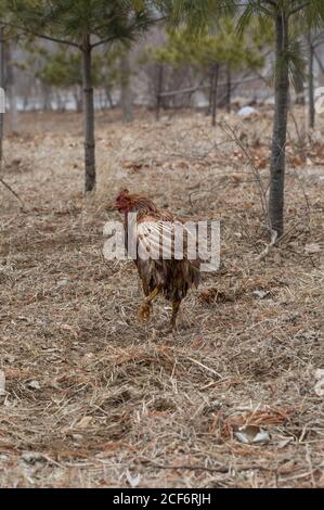 Sick and injured hen in the woods outdoors Stock Photo