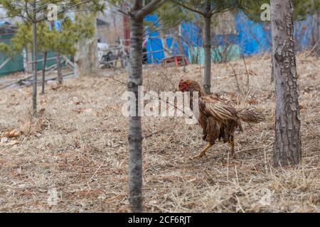 Sick and injured hen in the woods outdoors Stock Photo