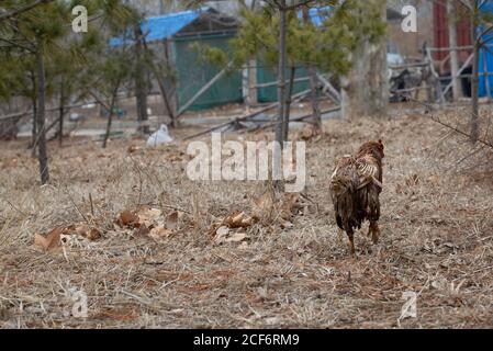 Sick and injured hen in the woods outdoors Stock Photo