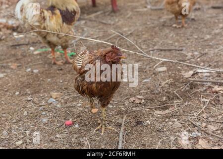 Sick and injured hen in the woods outdoors Stock Photo