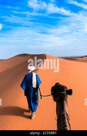 Back view of man in traditional Arabian wear leading camel by bridle walking on sandy dune against bright blue sky Stock Photo